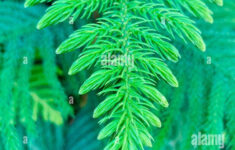 Zoomed Close Up Pic Of Pine Tree Leaves In Nursery In Tamil Nadu regarding Leaves Of A Christmas Tree