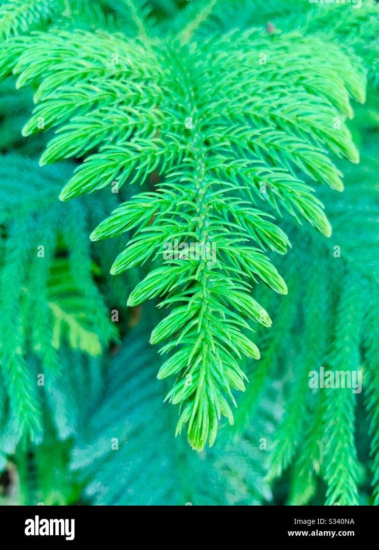 Zoomed Close Up Pic Of Pine Tree Leaves In Nursery In Tamil Nadu regarding Leaves Of A Christmas Tree