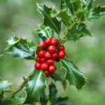 14 Best Christmas Plants And Flowers   Traditional Christmas With Regard To Christmas Tree Leaves Called