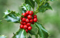 14 Best Christmas Plants And Flowers - Traditional Christmas with regard to Christmas Tree Leaves Called