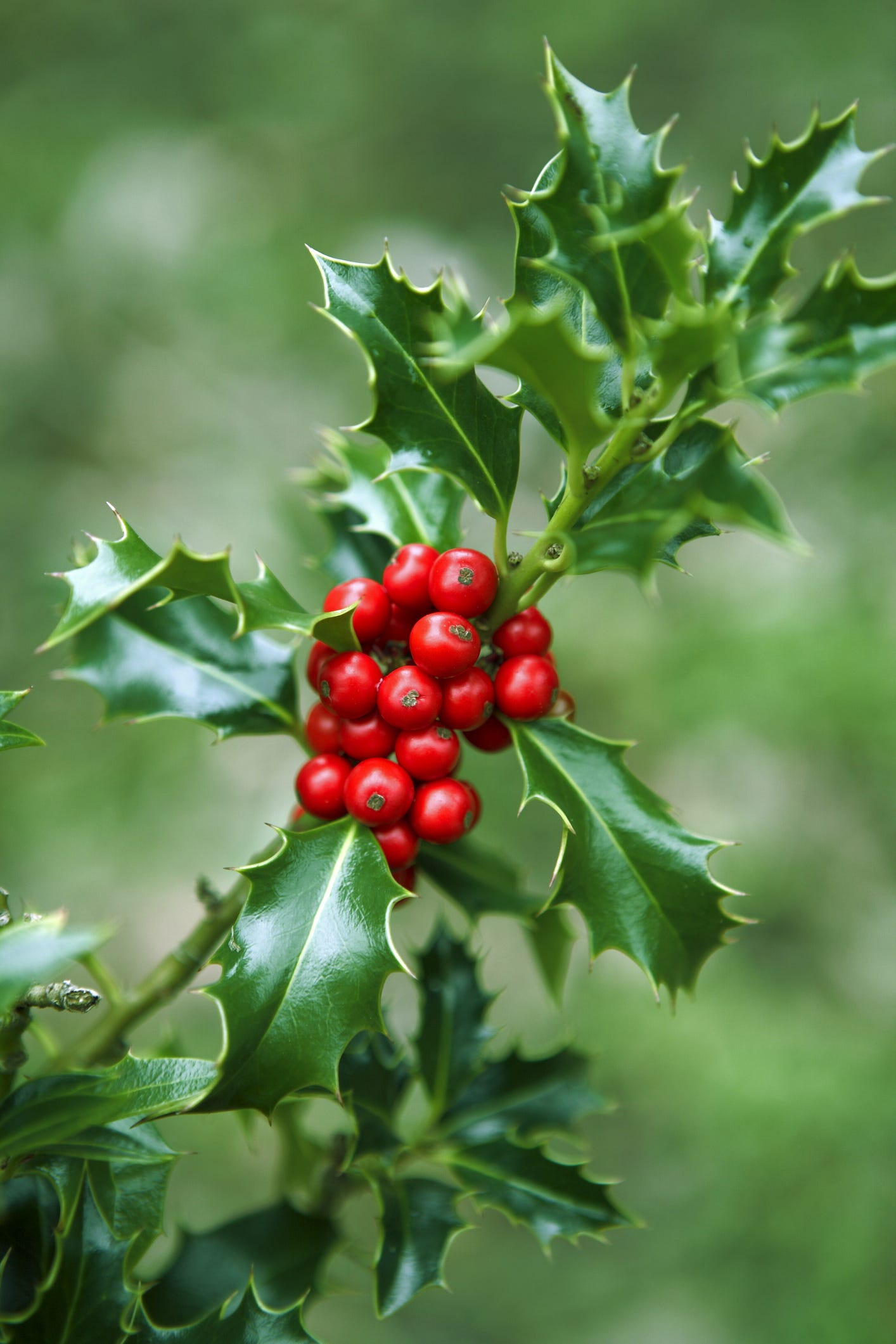 14 Best Christmas Plants And Flowers - Traditional Christmas with regard to Christmas Tree Leaves Called