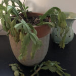 5 Most Common Problems With Christmas Cactus And How To Fix Them   Pertaining To Leaves Falling Off Christmas Cactus