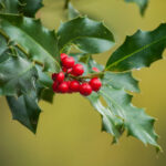 8 Jolly Christmas Plants | Britannica In Christmas Leaves Called