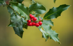 8 Jolly Christmas Plants | Britannica pertaining to Green Leaves Christmas