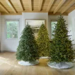 9 Most Popular Types Of Christmas Trees | Balsam Hill For Christmas Tree Leaves Are Called