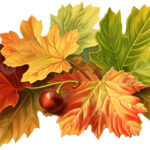 All Autumn Leaves Clipart Fall Leaf, Autumn Picture Clip Art, Art Throughout Fall Leaves Clip Art Printable