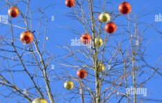 Branches Of A Winter Tree Without Leaves Are Decorated With pertaining to Christmas Tree Without Leaves