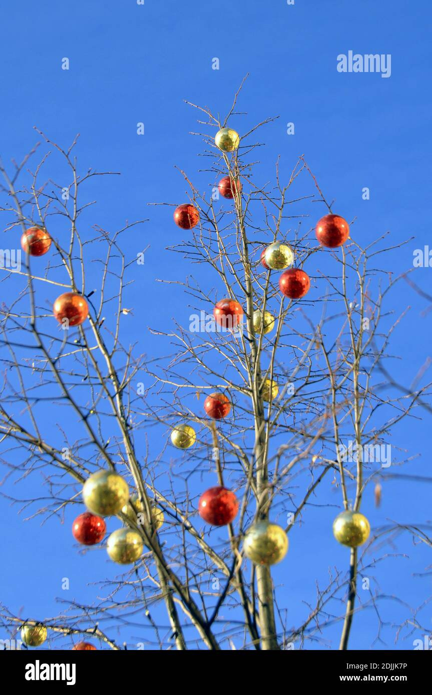 Branches Of A Winter Tree Without Leaves Are Decorated With pertaining to Christmas Tree Without Leaves