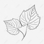 Cartoon Grape Leaves, Grape Clipart, Cartoon Clipart, Leaves Pertaining To Grape Leaf Template Printable