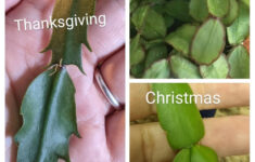 Christmas Cactus Care for Different Christmas Cactus Leaves