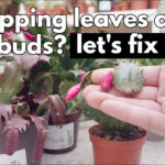 Christmas Cactus Dropping Segments, Leaves Or Flower Buds. Save Your  Succulent Plant For Leaves Falling Off Christmas Cactus