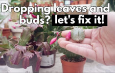 Christmas Cactus Dropping Segments, Leaves Or Flower Buds. Save Your  Succulent Plant for Leaves Falling Off Christmas Cactus
