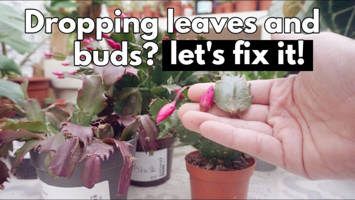 Leaves Falling Off Christmas Cactus