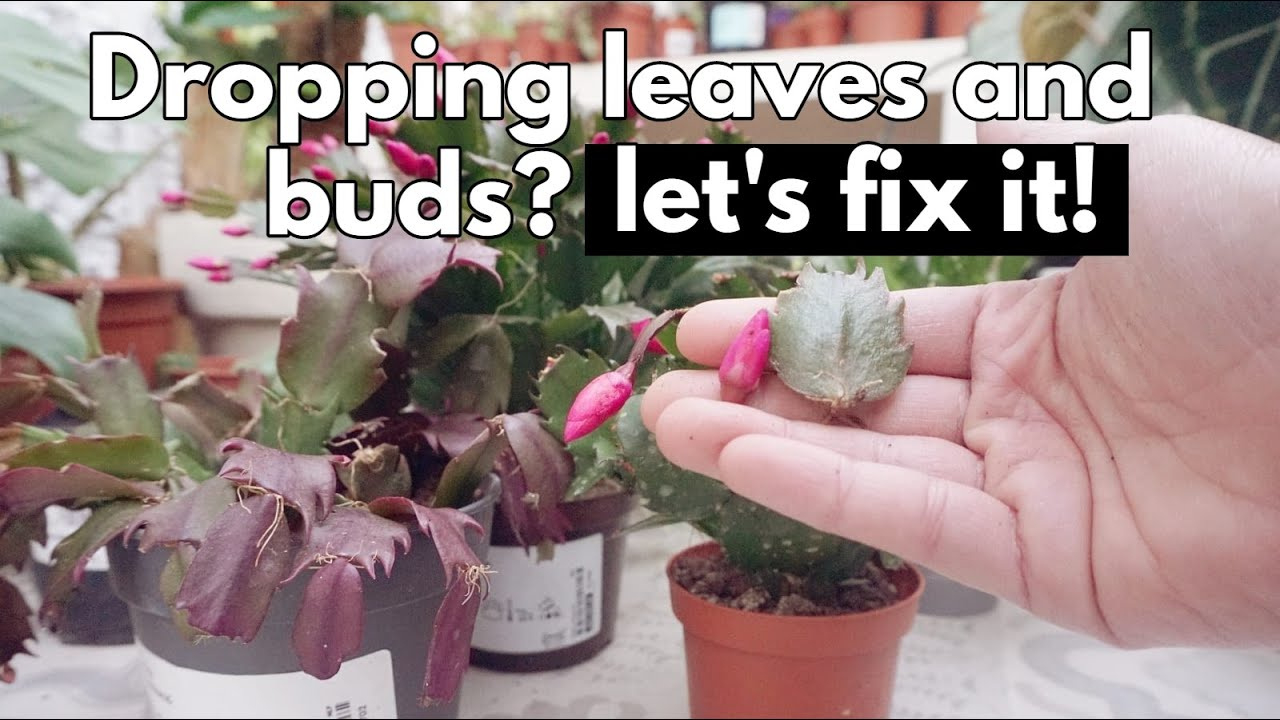 Christmas Cactus Dropping Segments, Leaves Or Flower Buds. Save Your  Succulent Plant for Leaves Falling Off Christmas Cactus