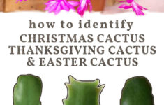 Christmas Cactus Or Thanksgiving? How To Id Your Plant intended for Different Christmas Cactus Leaves