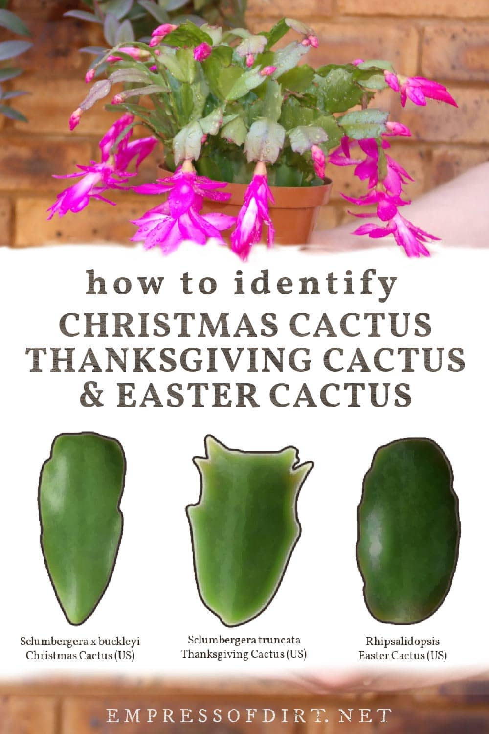Christmas Cactus Or Thanksgiving? How To Id Your Plant within Easter Cactus Vs Christmas Cactus Leaves