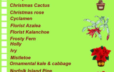 Christmas Plants - List Of 27 Flowers And Holiday Plants For Xmas with regard to Christmas Leaves Called