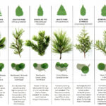 Douglas, Fraser, Scott, Come Over Here!  A Christmas Tree Is A Inside Christmas Tree Leaves Called