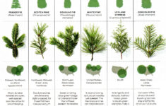 Douglas, Fraser, Scott, Come Over Here!  A Christmas Tree Is A inside Christmas Tree Leaves Called