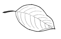 Fall Leaf Pattern Printables - Just Paint It Blog with regard to Grape Leaf Template Printable Free