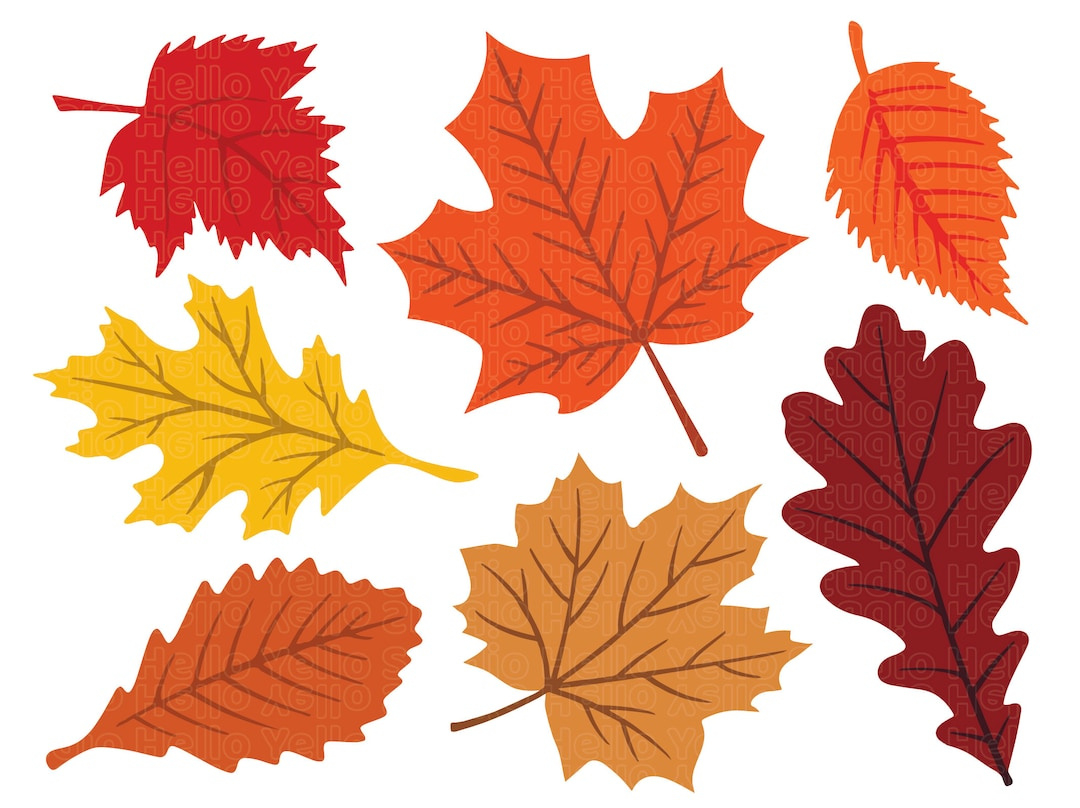 Fall Leaves Svg, Fall Svg, Fall Leaf Svg Bundle, Fall Png, Dxf with Big Fall Leaves Printable