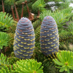 Fir   Wikipedia With Christmas Tree Leaves Called