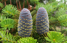 Fir - Wikipedia with Christmas Tree Leaves Called