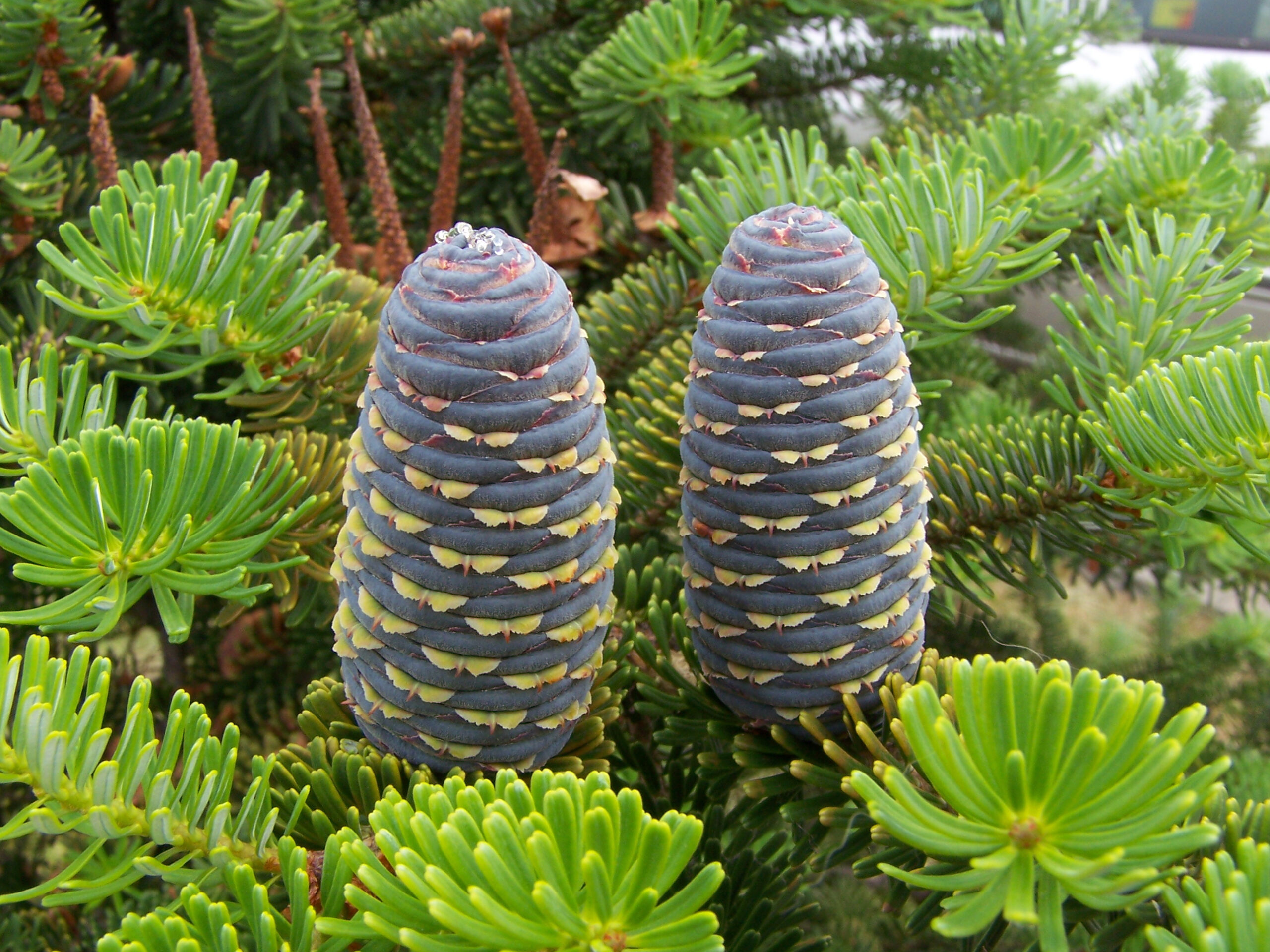 Fir - Wikipedia with Christmas Tree Leaves Called