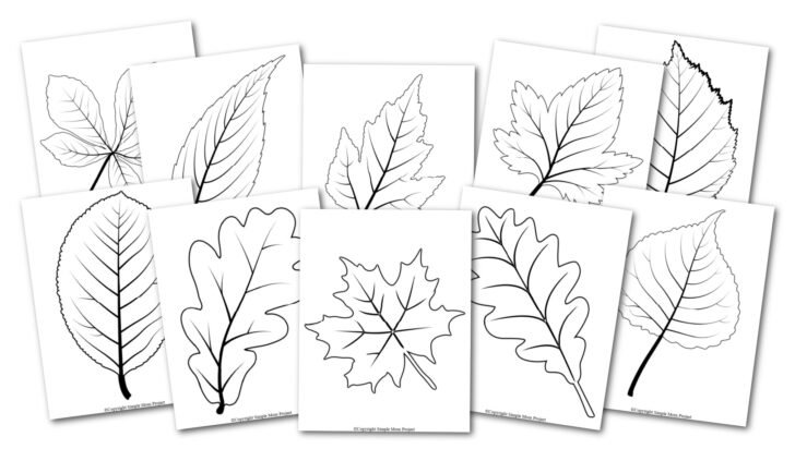 Free Printable Large Leaf Template Free Printable Large Leaf Template