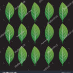 Green Leaf Template Vector Stock Stock Vector (Royalty Free In Printable Green Leaf Template