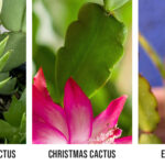 Holiday Cactus Care   Family Tree Nursery Pertaining To Different Christmas Cactus Leaves