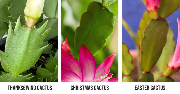 Different Christmas Cactus Leaves