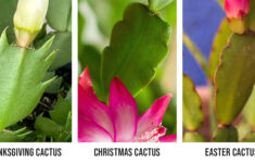 Holiday Cactus Care - Family Tree Nursery with regard to Christmas Thanksgiving Cactus Leaves