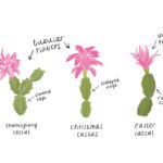 Identifying Holiday Cactus Types   Briggs Garden & Home Inside Difference Between Christmas And Thanksgiving Cactus Leaves