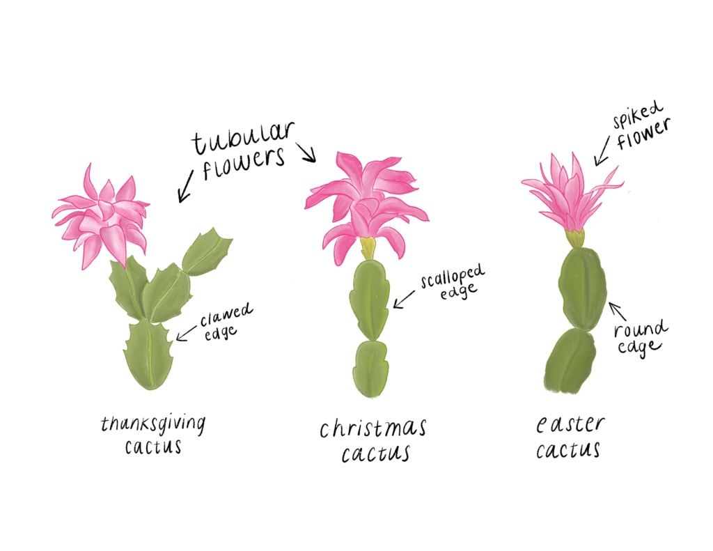 Identifying Holiday Cactus Types - Briggs Garden &amp;amp; Home inside Difference Between Christmas And Thanksgiving Cactus Leaves