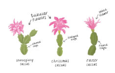 Identifying Holiday Cactus Types - Briggs Garden &amp; Home pertaining to Different Types Of Christmas Cactus Leaves