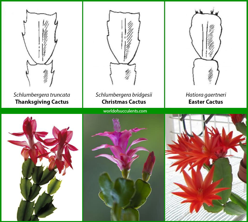 Is It A Thanksgiving, Christmas Or Easter Cactus? - World Of throughout Difference Between Christmas and Thanksgiving Cactus Leaves
