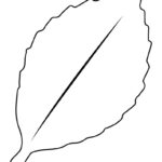 Leaf Outlines, Templates & Coloring Pages   55 Free Pages Within Sunflower Leaf Template Printable
