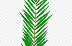 Palm Tree Leaf Template - Palm Tree Leaf Template - Free inside Free Printable Palm Tree Leaf Template