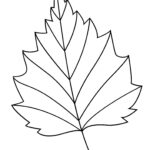 Printable Leaf Outline Templates   Crafty Morning With Grape Leaf Template Printable Free