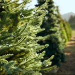 Spruce Vs Fir Vs Pine: The Types Of Christmas Trees Intended For Christmas Tree Leaves Are Called