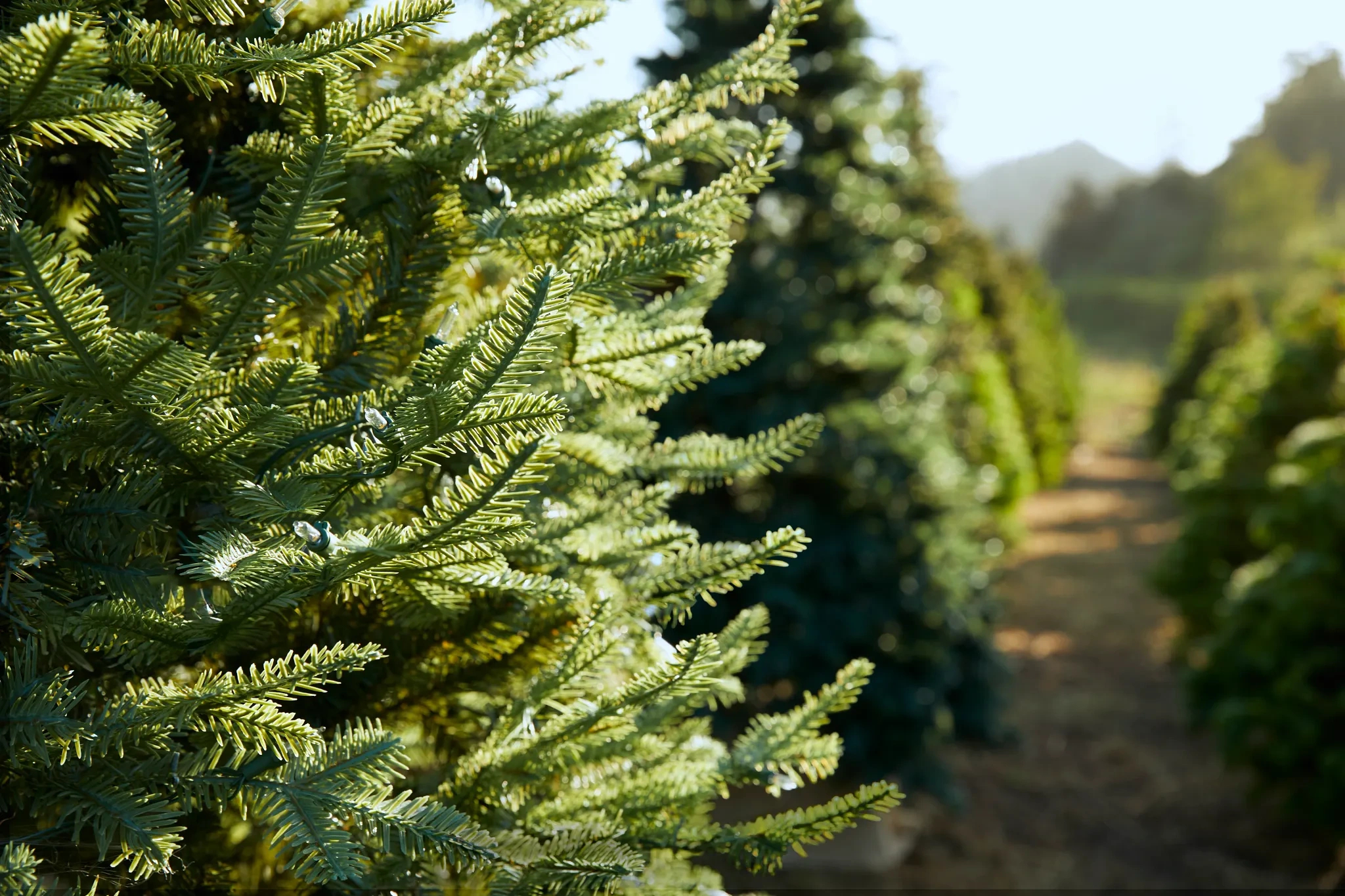 Spruce Vs Fir Vs Pine: The Types Of Christmas Trees intended for Christmas Tree Leaves Are Called