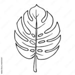 Stock Vektorgrafik „Monstera Leaf, Outline Floral Hand Drawn Intended For Monstera Leaf Template Printable