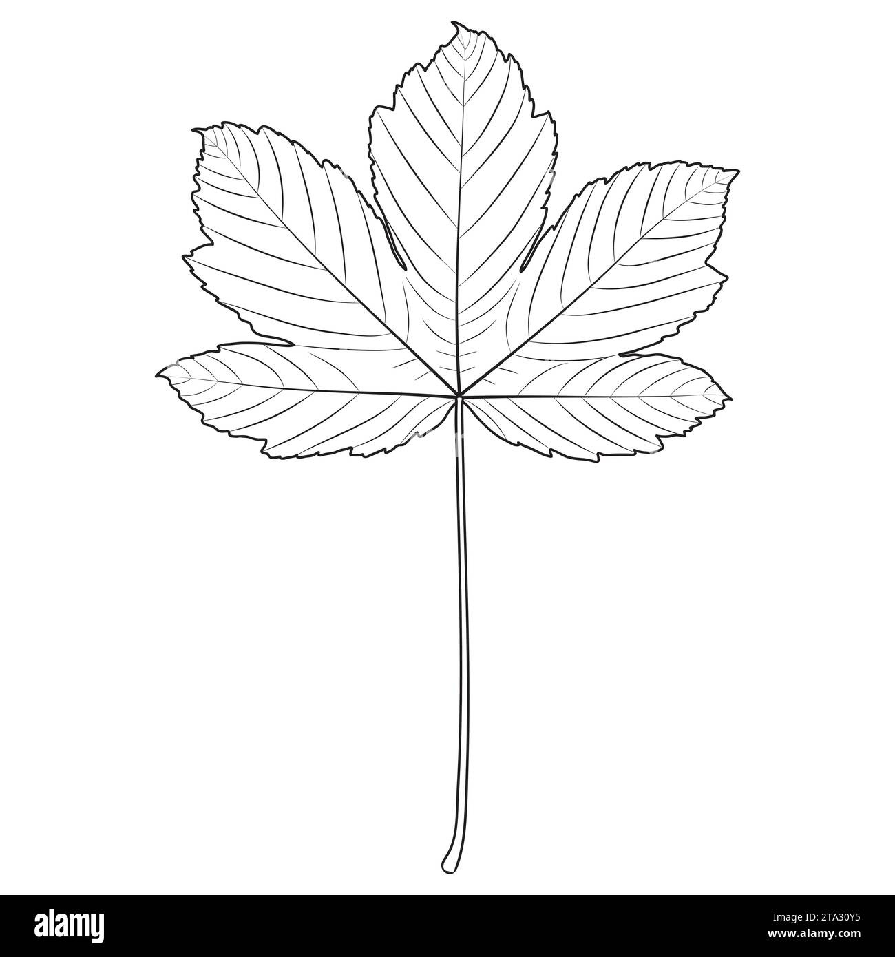 Sycamore Maple Leaf Stock Vector Images - Alamy pertaining to Sycamore Leaf Template Printable