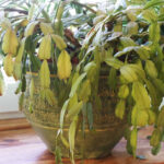 Why Is My Christmas Cactus Dropping Leaves? 7 Solutions With Regard To Leaves Falling Off Christmas Cactus