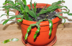 Why Is My Christmas Cactus Dropping Leaves? regarding Leaves Falling Off Christmas Cactus