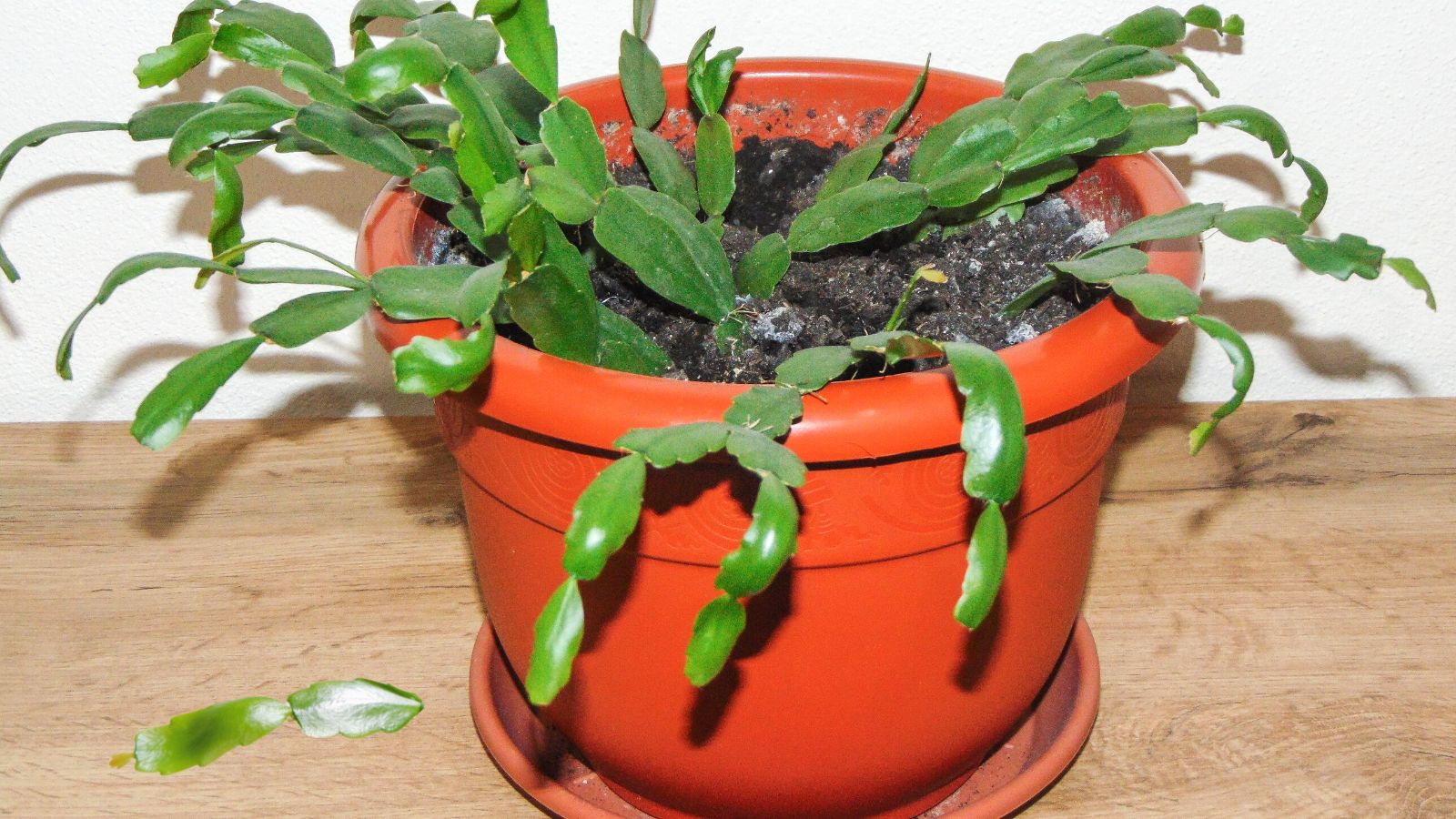 Why Is My Christmas Cactus Dropping Leaves? regarding Leaves Falling Off Christmas Cactus